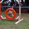 foire-haricots 2011-09-17et18